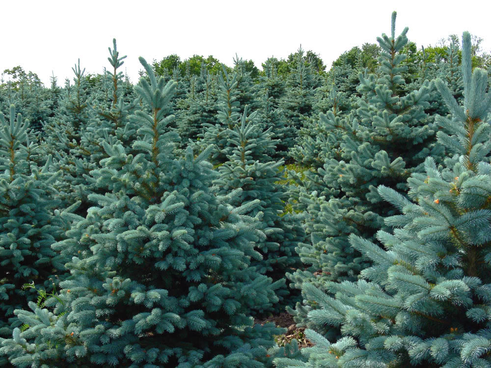 Baby Blue Spruce (2).jpg