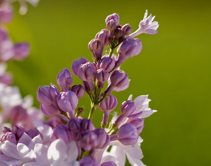 Beauty of Moscow Lilac.jpg