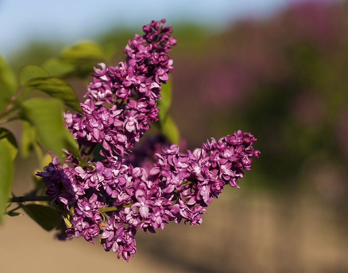 Charles Joly Lilac.jpg