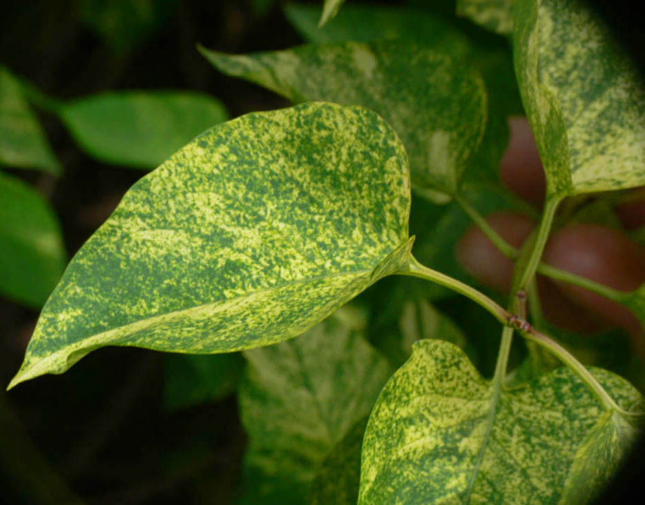 Dappled Dawn Lilac Leaf.jpg