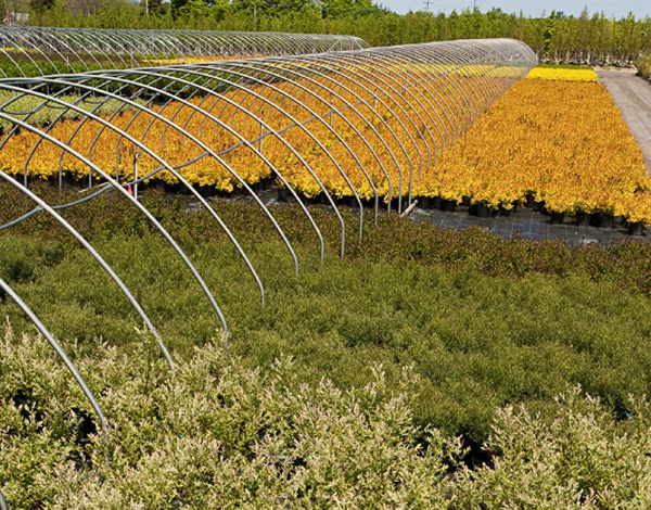 Dappled Willow in foreground.jpg