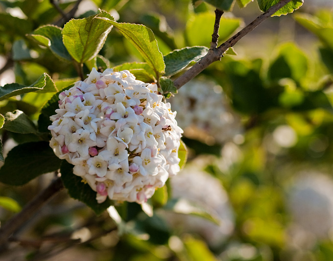 Fragrant Snowball 'Carlcephalum' Viburnum.jpg