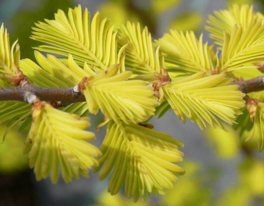 Gold Rush Dawn Redwood.jpg