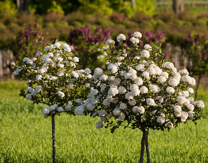 Fragrant Snowball Viburnum 'Carlcephalum' Standard.jpg