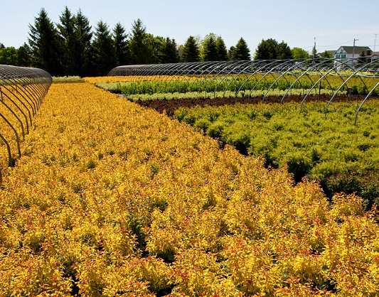 Gold Flame Spirea.jpg