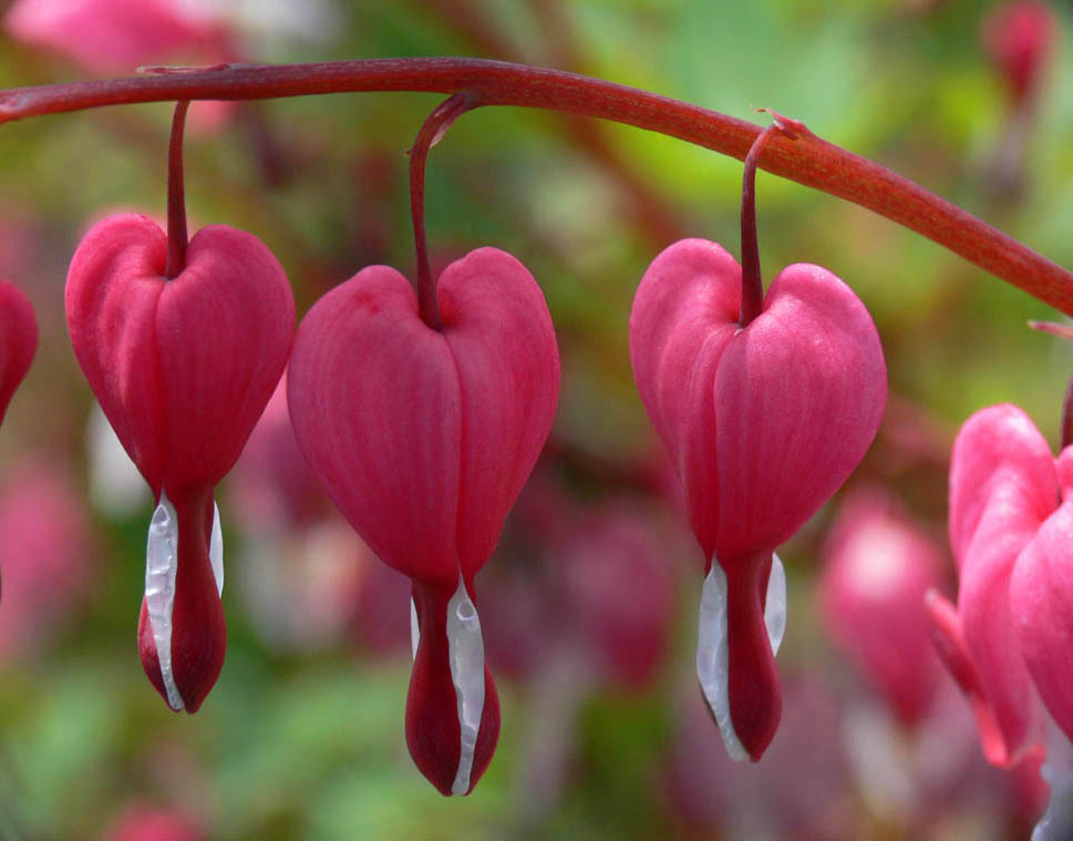 Luxuriant Bleeding Heart.jpg