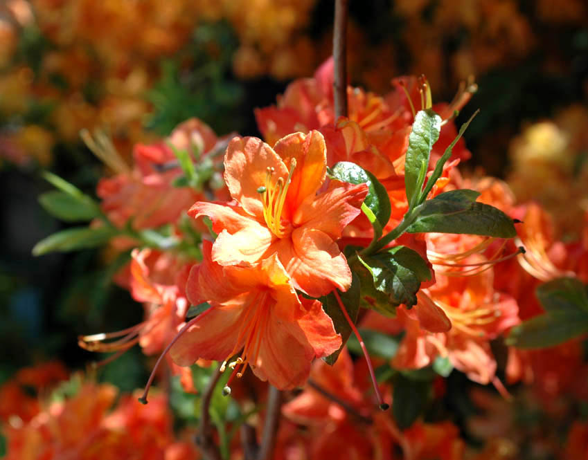 Mandarin Lights Azalea.jpg