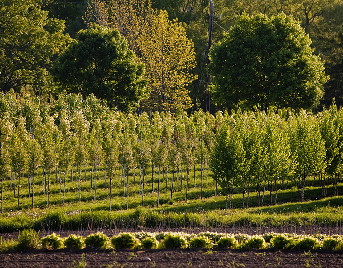 Kobes Farm in the Spring.jpg