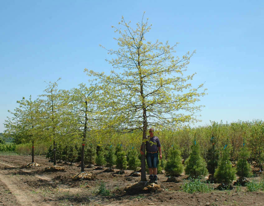 Northern Pin Oak.jpg