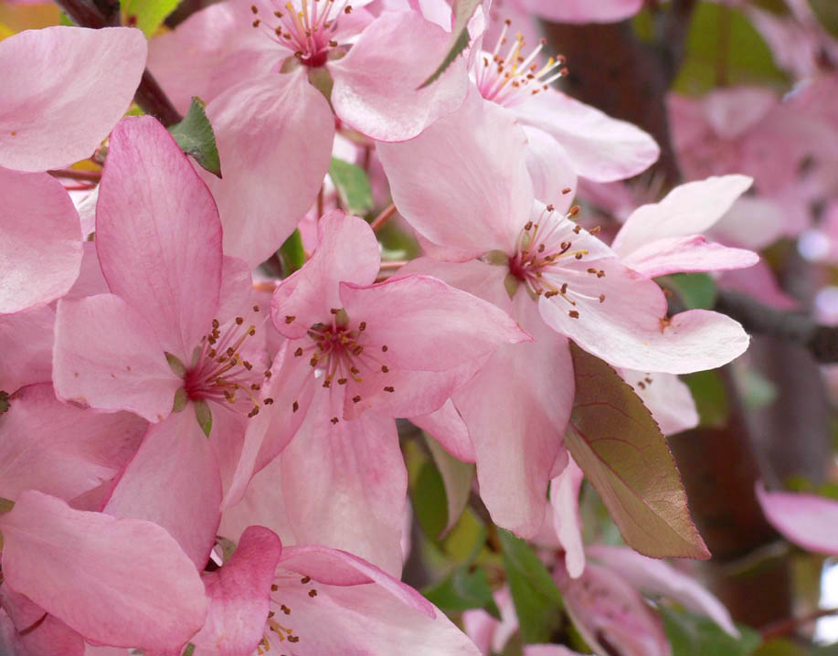 Pink Crabapple.jpg