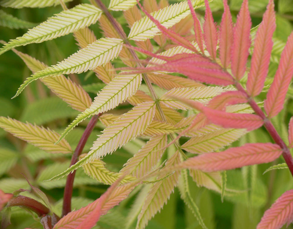 Semi False Spirea.jpg