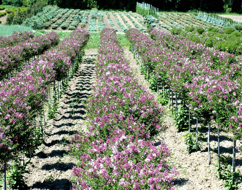 Rows of Dwarf Korean Lilac Standards.jpg