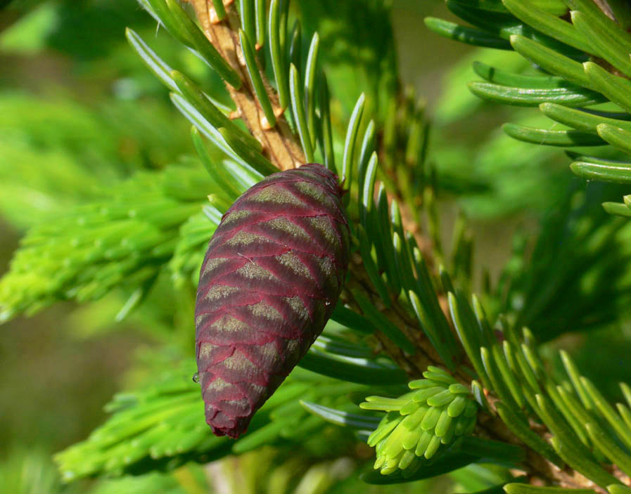 Serbian Spruce Cone.jpg