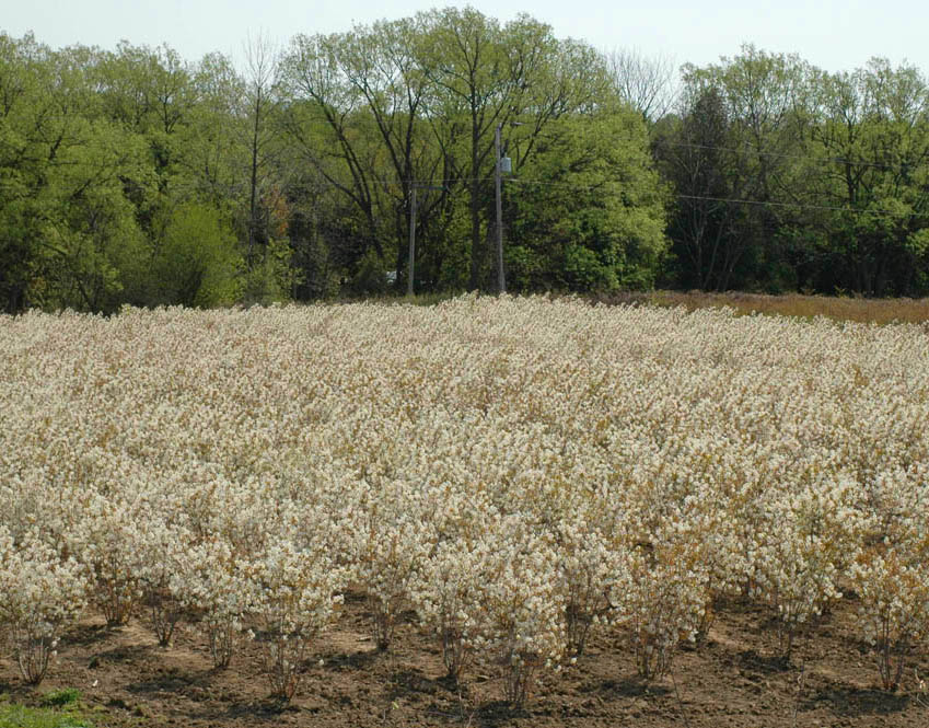 Serviceberry.jpg